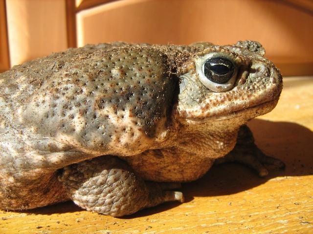 Bufo marinus (Rhinella marina)  Cane Toad04.JPG